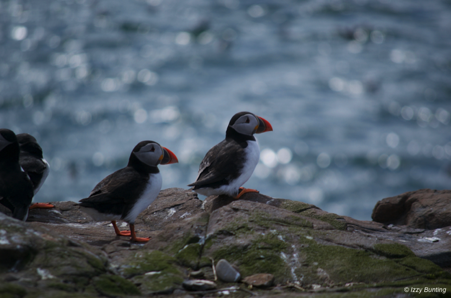 Puffins on Inner Farne, Northumberland